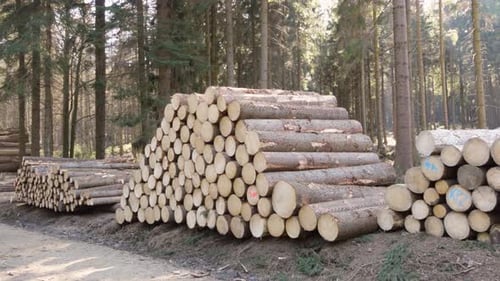 Log Piles Sit By a Road in a Forest on a Sunny Day