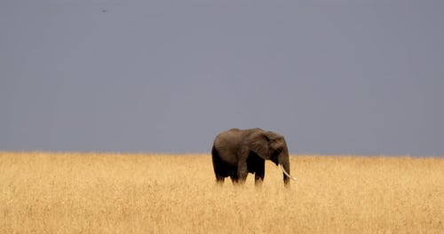 Elephant In The Bush In Masai Mara, Kenya - Wide Shot