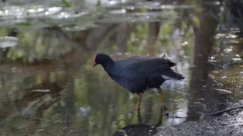 Australian dusky moorhen forages for food in the shallows, sunny day