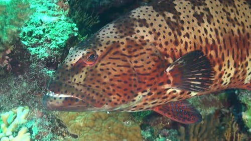 Grand mérou de corail sur un récif sous-marin de très près