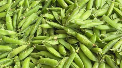 tracking shot of a pile of freshly picked green peas