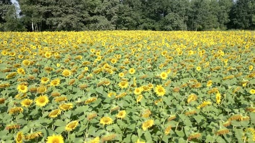 Sunflower Field in Summer