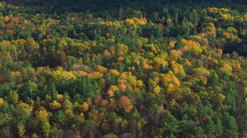 Colorful autumn foliage in kawartha highlands forest during fall season, aerial view