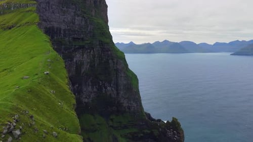 4k aerial drone view of Kalsoy island steep cliffs and many seagulls