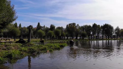 Büffel kommen aus dem See
