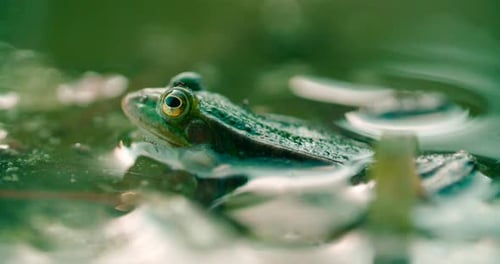 Frog in a swamp of murky water, full of green algae breathing in a close-up.