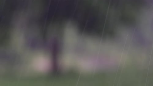 Regen kommt im Dschungel immer und man muss das Beste daraus machen; hier ist ein Filmmaterial vom Regen