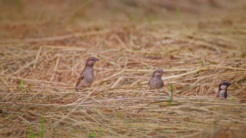 Birds Foraging for Food 4k