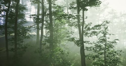 Sunlight Filtering Through Trees in a Serene Forest at Dawn