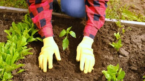 Hand of Gardener Seedling Young Vegetable Plant in the Fertile Soil