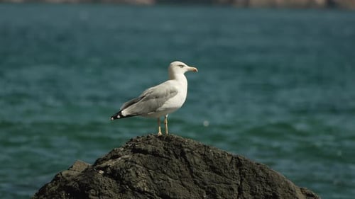 Seagull Rock Ocean Bird Coastal Scene A Single Seagull Stands on a Rock Overlooking the Ocean