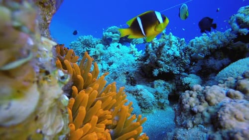 Tropical Clown Fish