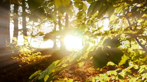 Sunlight Through Autumnal Trees in a Forest