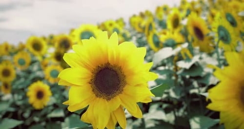 Bright Sunflowers Blooming in a Vast Field Under a Cloudy Sky