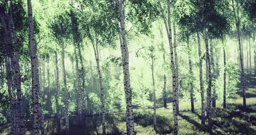 Lush Green Forest with Sunlit Trees and Vibrant Foliage in Springtime