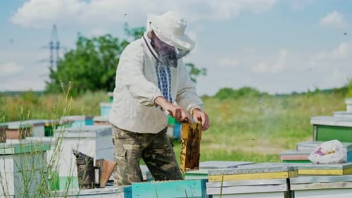 The beekeeper examines bees in honeycombs. Hands of the beekeeper. The bee is close-up.