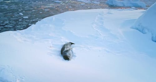 Leopard Seal Resting on Ice Floe in Antarctica