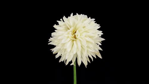 Time lapse of dying white dahlia with ALPHA channel