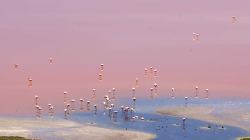 Stunning Pink Flamingos Wading in a Serene Salt Lake Sunset