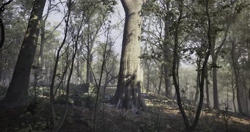 Majestic Old Tree Surrounded By Misty Forest at Dawn in Tranquil Setting