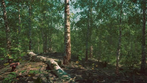 A Dense and Majestic Birch Forest with Towering Trees