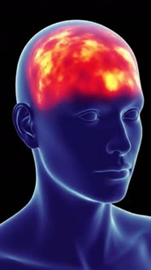 Animated Human Head Scan with Brain Activity