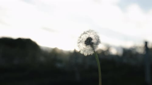 Blowing Fluff Dandelion Seeds Outdoor Bliss
