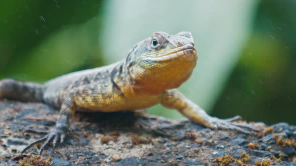 Lizard Rests on the Rock in a Humid Tropical Forest with Drops of Water ...