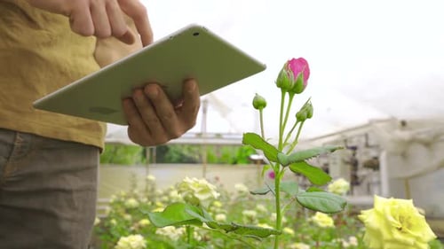 Florist working with tablet in flower shop.