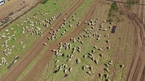 aerial view of sheep grazing in the field drone bow movement