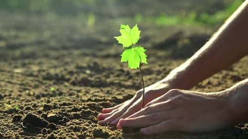 Hand Planting a Young Tree Sapling into Soil
