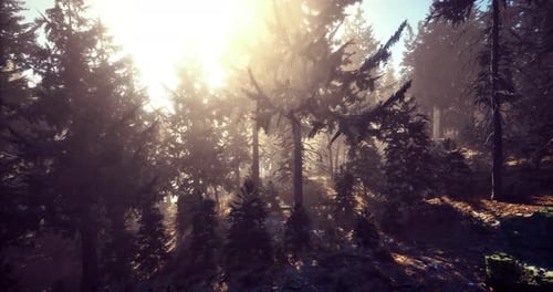 Sunlight Filtering Through Tall Trees in a Serene Forest Landscape