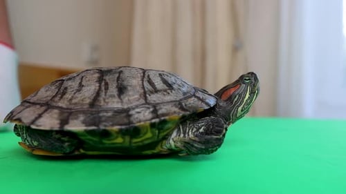 1. Les gens s'occupent d'une tortue à oreilles rouges et jouent avec elle.