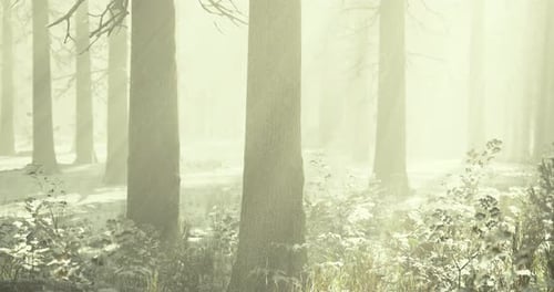 Misty Morning in an Enchanting Forest Filled with Tall Trees and Soft Light