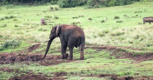 African Bush Elephant Walking On Grassland In Aberdare National Park, Kenya. Warthogs Grazing In Dis
