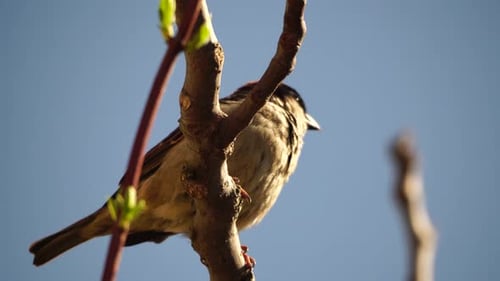 Sparrow on Branch A Video of a Sparrow Sitting on a Branch on Early Spring with Blue Sky
