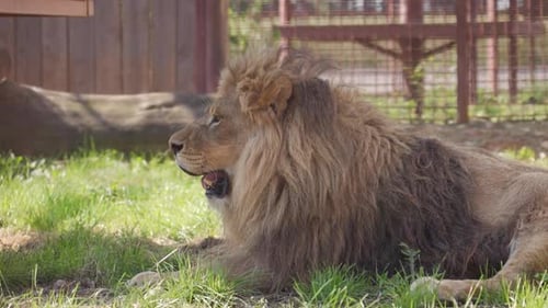 A Large Male Lion Lies on the Ground in a Zoo Cage