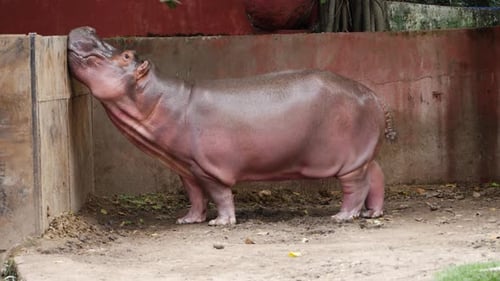 A hippopotamus at the zoo in San Diego