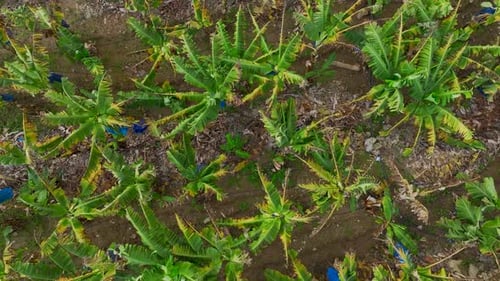 Aerial Video of Banana Plantations in Tropical Farming Region