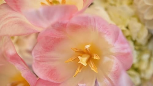 Full Frame Close Up, Inside Pink Tulip. Top Down, Camera Slowly Spinning Around