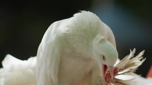 Elegant White Doves Grooming Feathers in Bright Sunlight