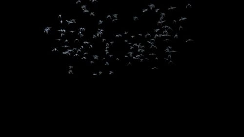 Flock Of Realistic Birds Flying