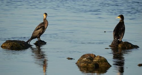 Great cormorants the Camargue, France.