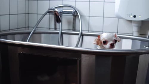 Small Wet Chihuahua Puppy in Stainless Steel Tub