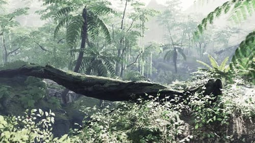 Way in Jungle of Malaysia