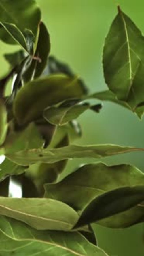Bay Leaves Fly Up and Fall Down Filmed on a Highspeed Camera at 1000 Fps