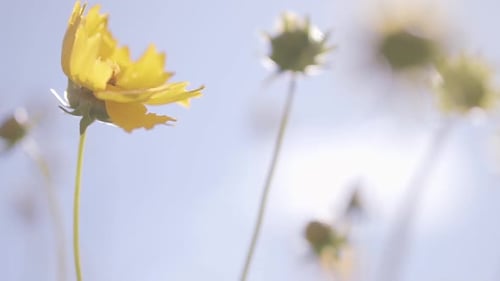 Yellow Flowers in Sunlight