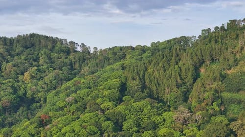 A breathtaking drone shot of a dense tropical forest with bright green foliage