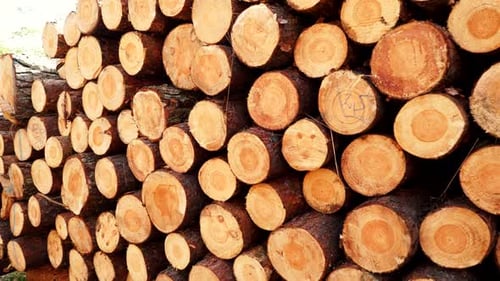 Pile Of Wood Wooden Logs In Forest
