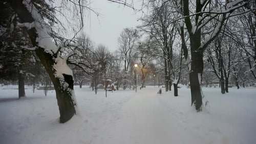 On the Path in the Winter Park
